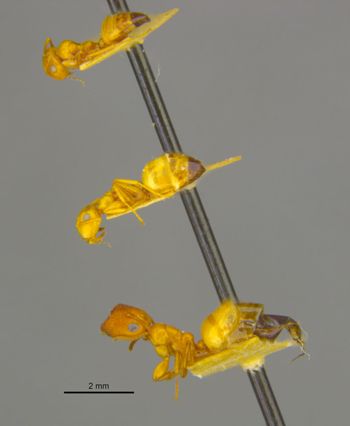 Media type: image;   Entomology 683212 Aspect: habitus lateral view